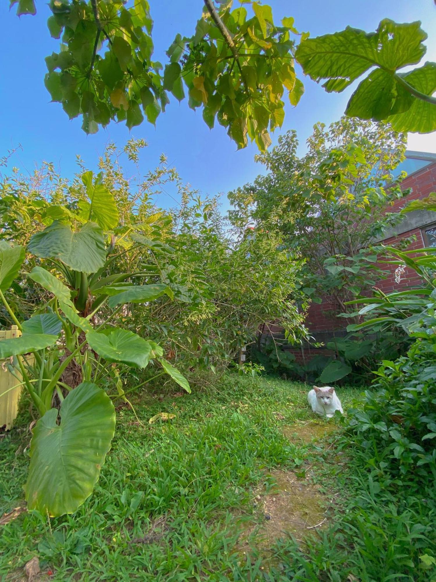 Cats,Piano & Starry Sky Resort Garden -Starry Forest Cottage Okinawa- Онна Экстерьер фото